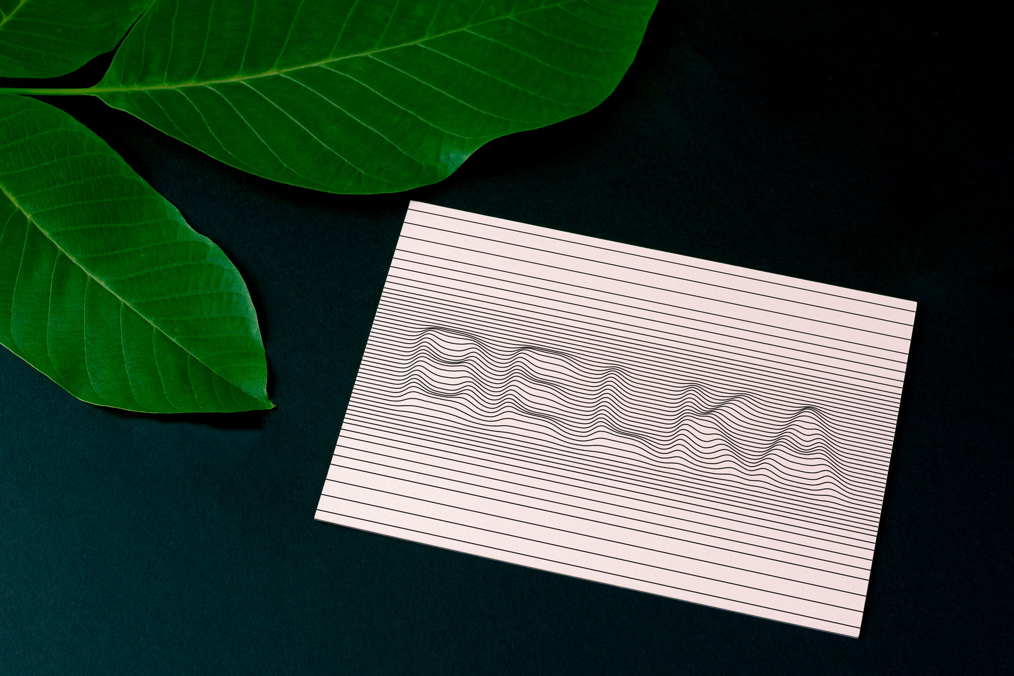 Дизайн почтовой открытки Belka подготовлен в студии TrofotoDesign Дизайн почтовой открытки Belka подготовлен в студии TrofotoDesign